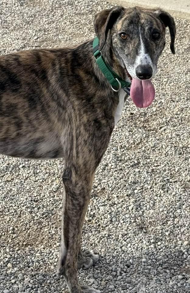 Danny, a Adoptable mixed breed in Indianapolis, IN image 5/6