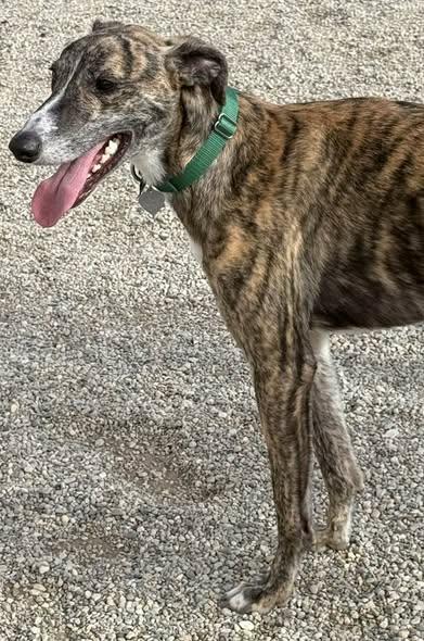 Danny, a Adoptable mixed breed in Indianapolis, IN image 6/6