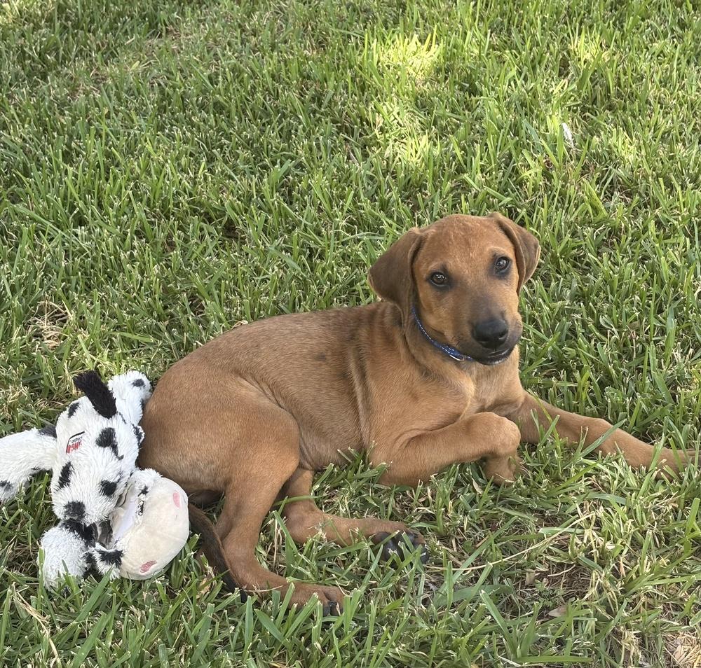 Enlarge Juno, a Adoptable mixed breed in Richardson, TX image 2/5