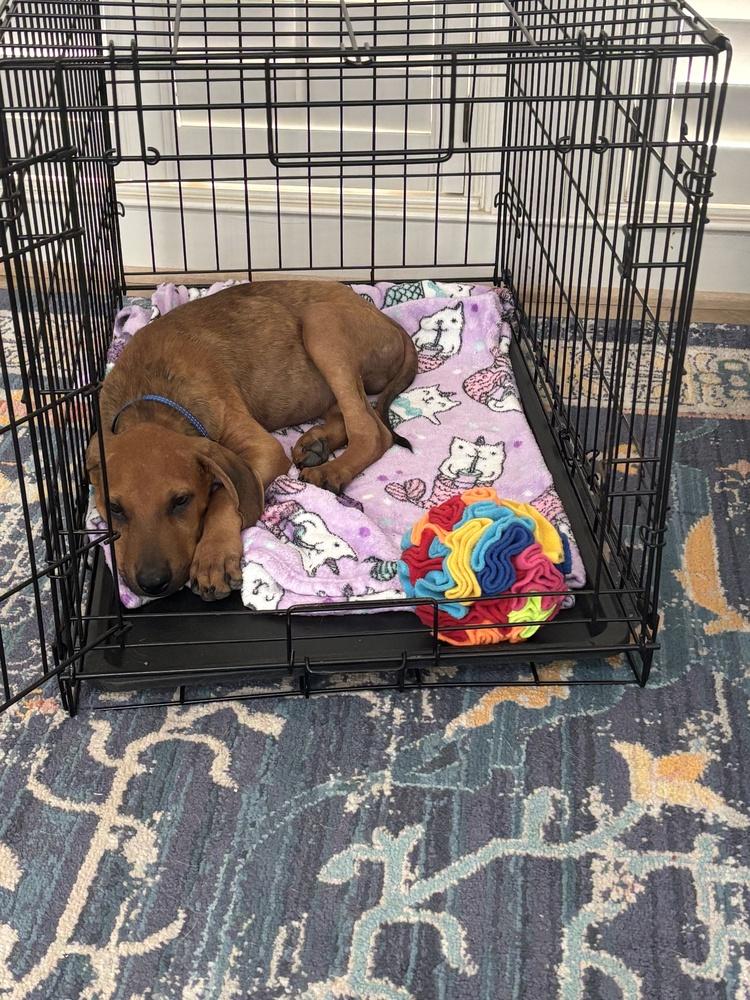 Enlarge Juno, a Adoptable mixed breed in Richardson, TX image 3/5