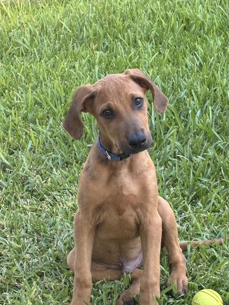 Enlarge Juno, a Adoptable mixed breed in Richardson, TX image 4/5