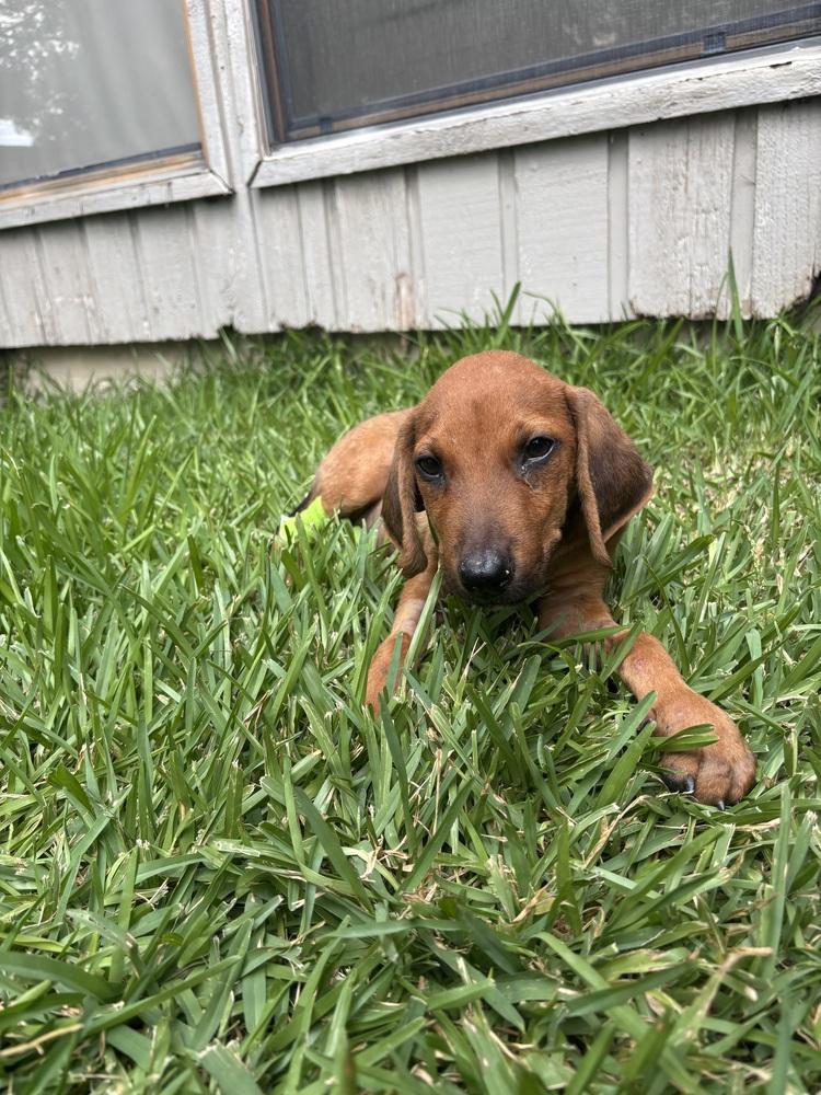 Enlarge Juno, a Adoptable mixed breed in Richardson, TX image 5/5