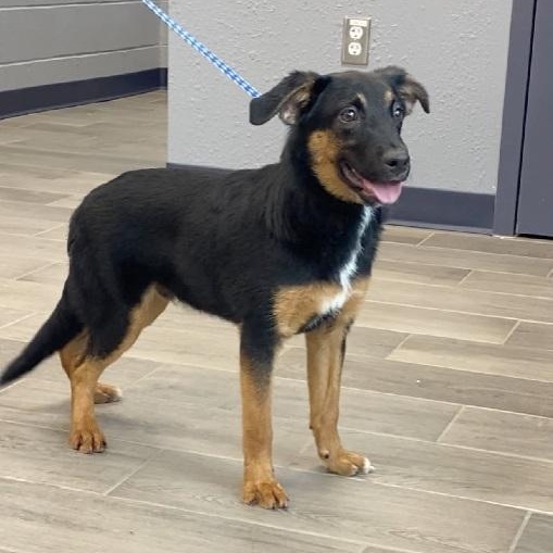 Enlarge Bart, a Adoptable mixed breed in Nevada, MO image 1/2