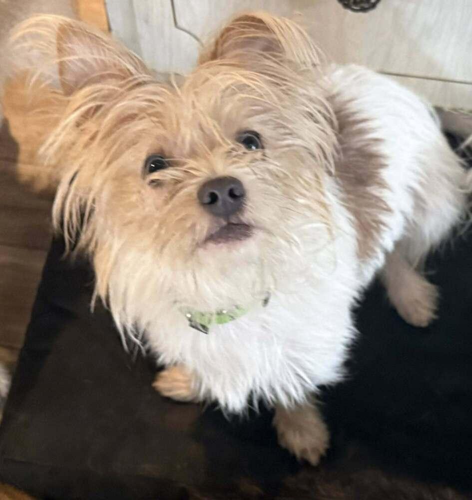 Ziggy, Adoptable, Young Male Terrier & Mixed Breed.