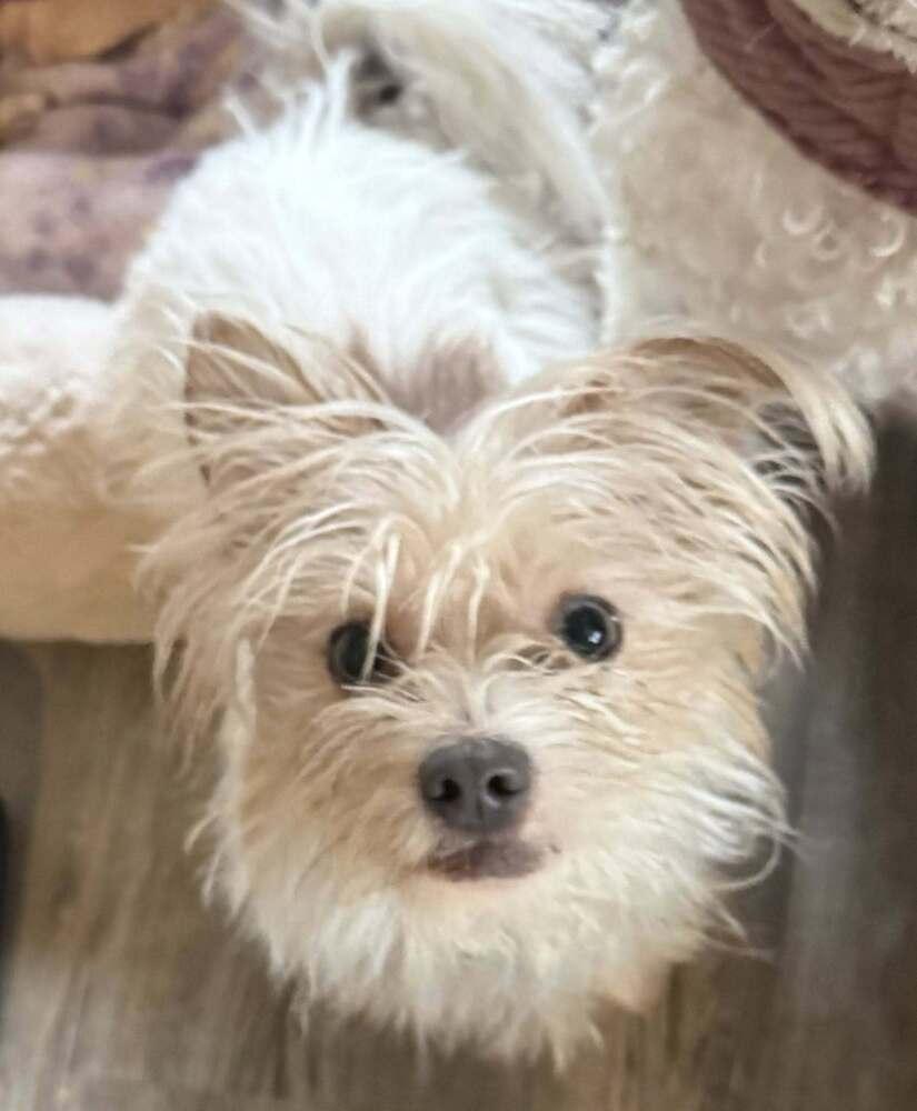 Ziggy, a Adoptable mixed breed in Huntington, NY image 2/3