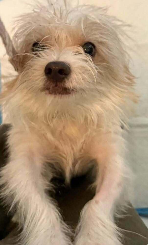 Ziggy, a Adoptable mixed breed in Huntington, NY image 3/3