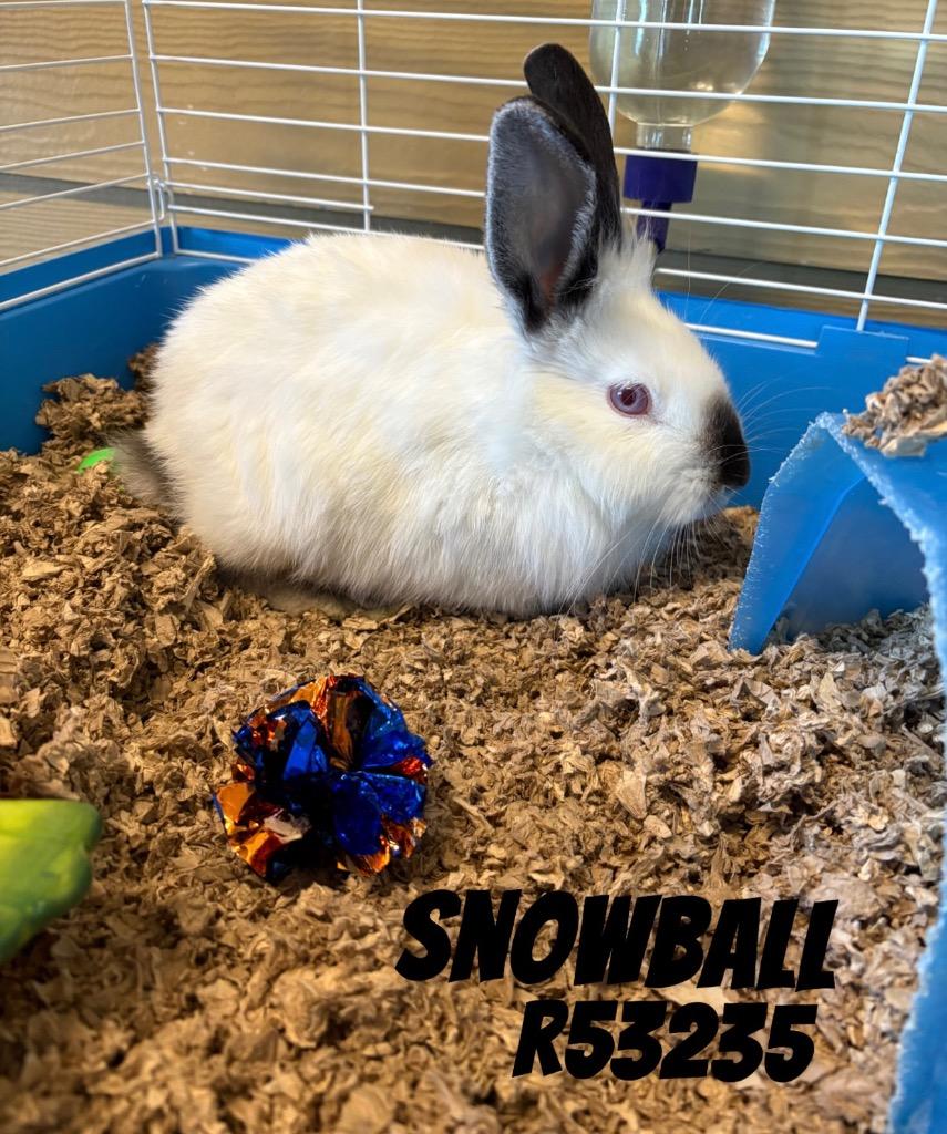 Enlarge Snowball, a Adoptable American in Clarksville, TN image 1/1