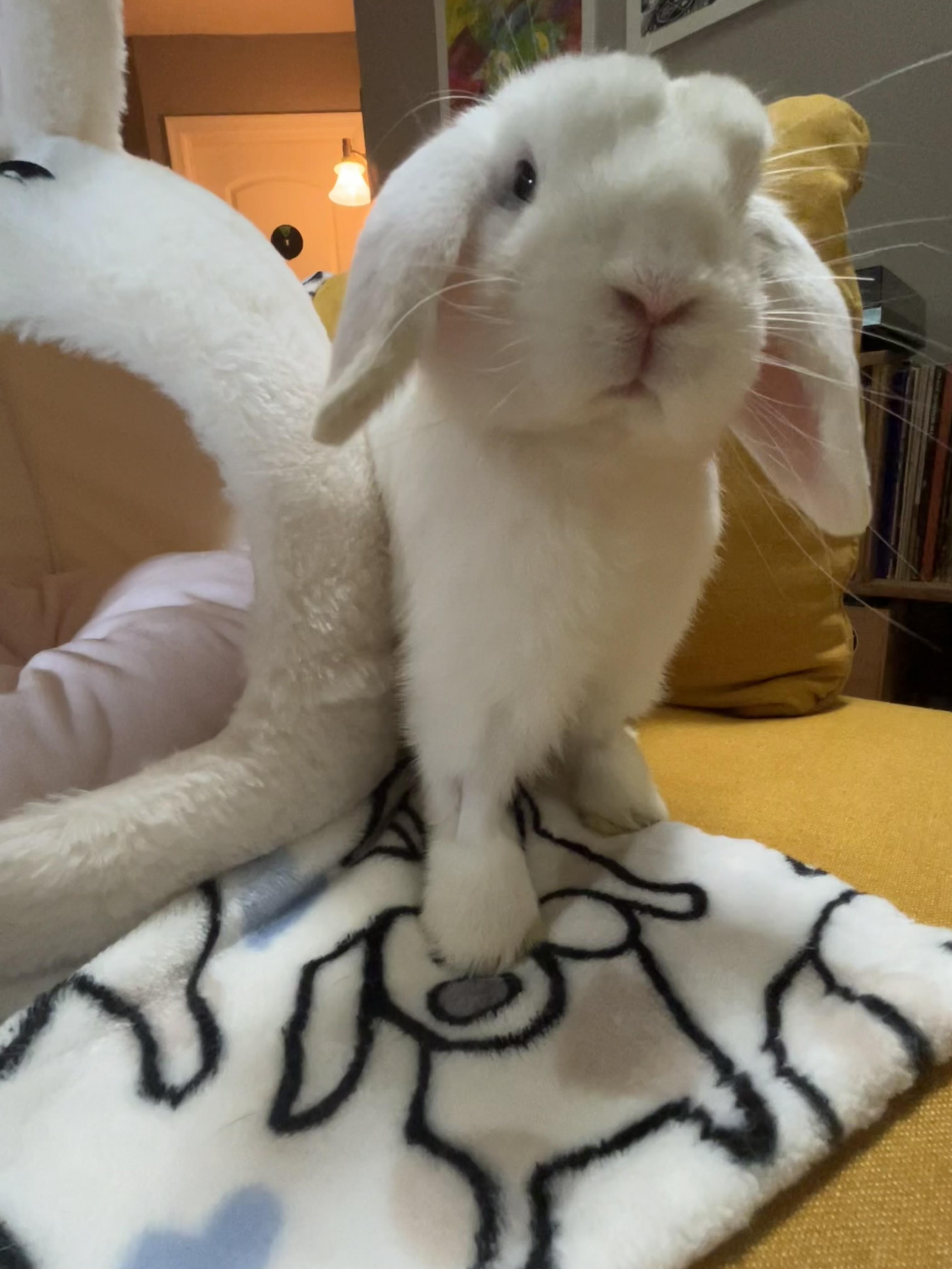 Reggie, adopted, Adult Male Mini Lop.