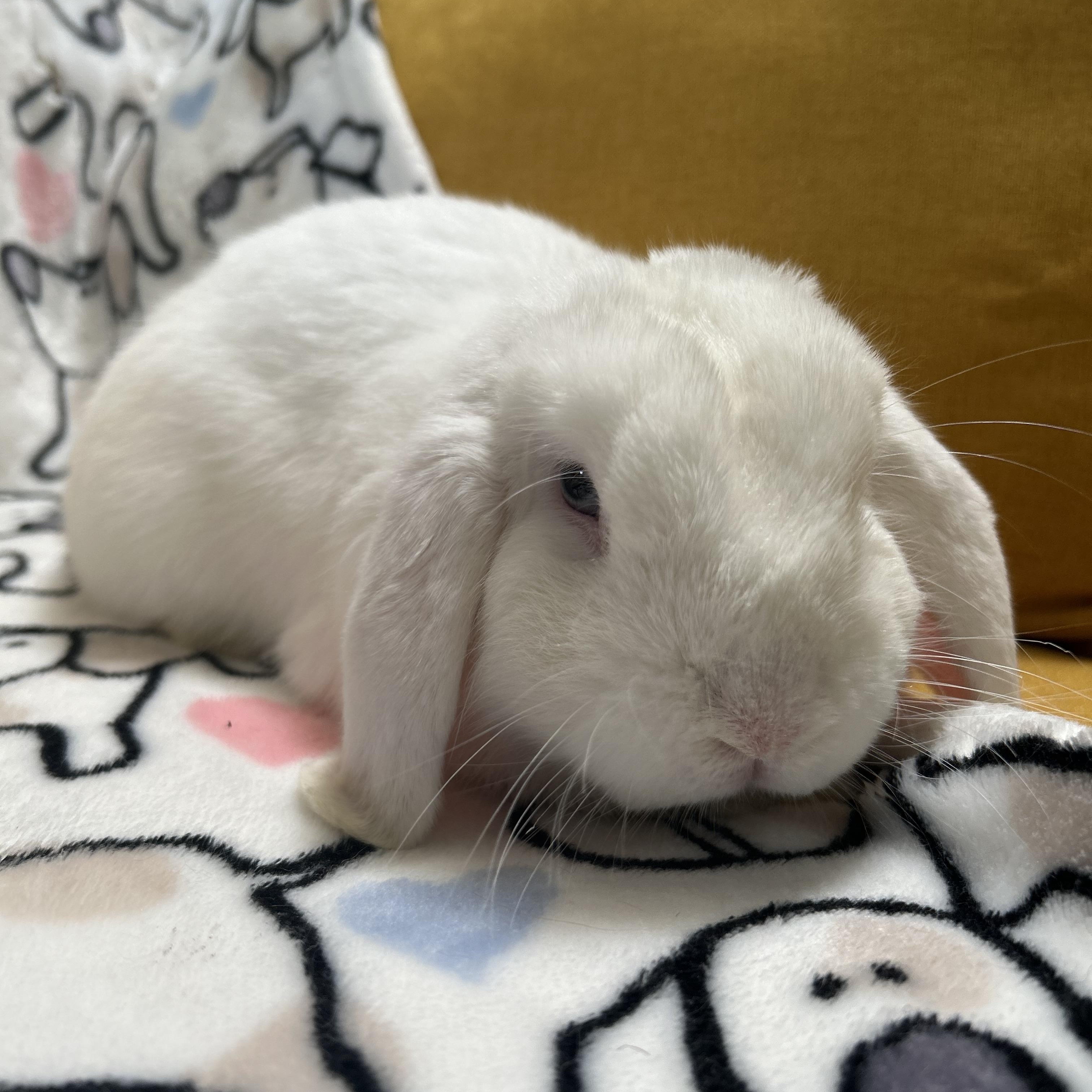 Enlarge Reggie, an adopted Mini Lop in Midlothian, VA image 3/6