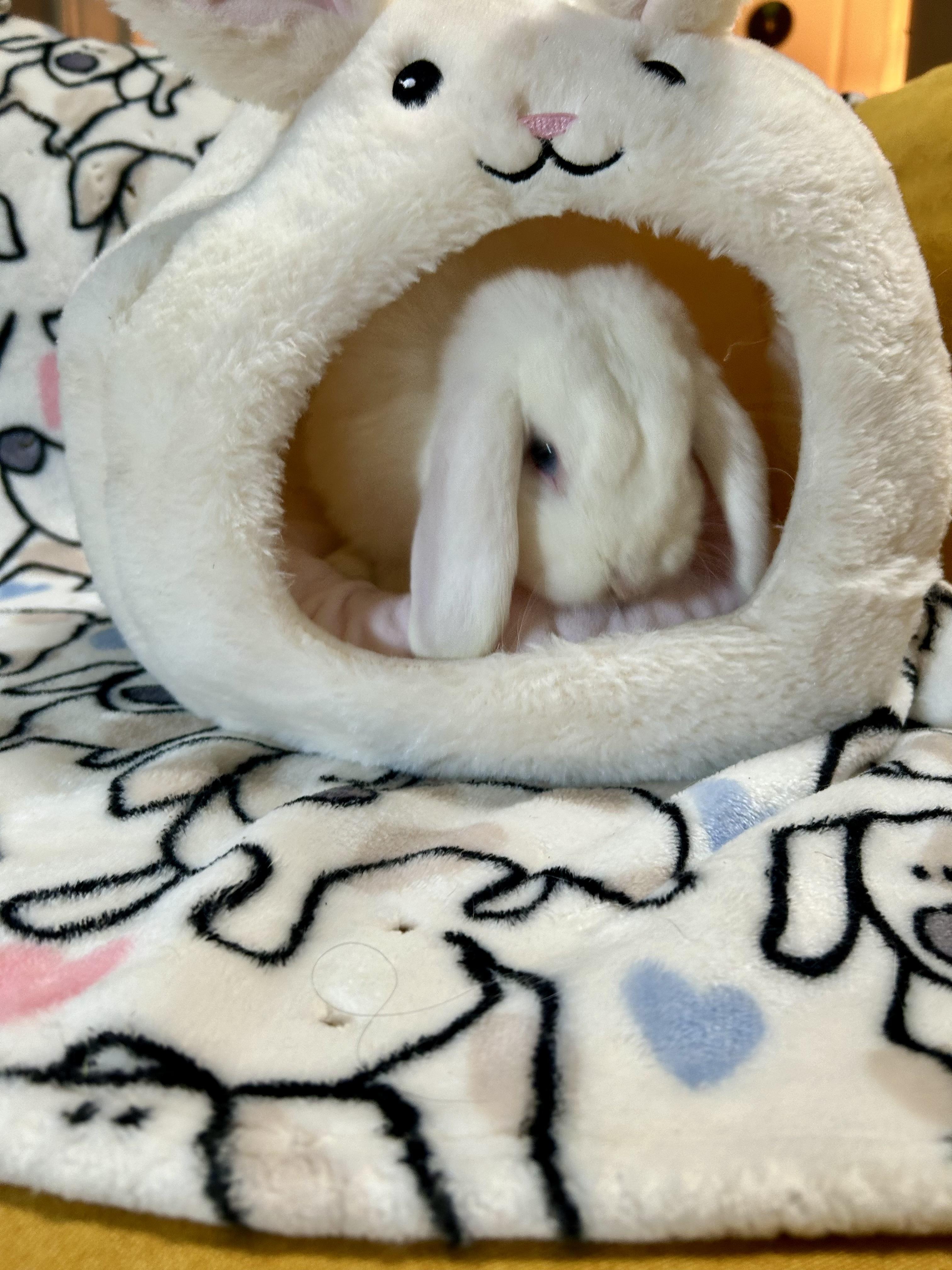 Enlarge Reggie, an adopted Mini Lop in Midlothian, VA image 5/6