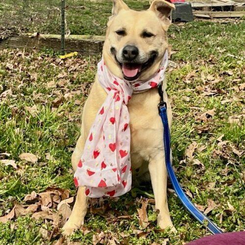Molly, a Adoptable mixed breed in Bellmawr, NJ image 1/6