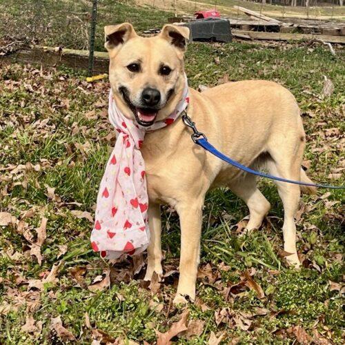Molly, a Adoptable mixed breed in Bellmawr, NJ image 2/6