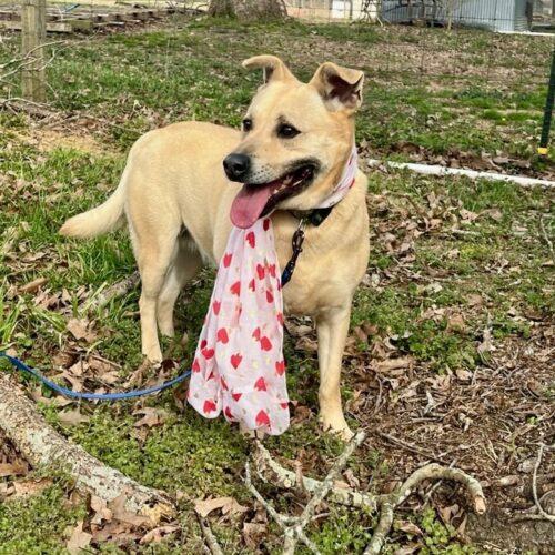 Molly, a Adoptable mixed breed in Bellmawr, NJ image 3/6