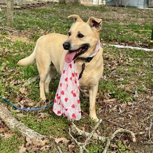 Molly, a Adoptable mixed breed in Bellmawr, NJ image 4/6