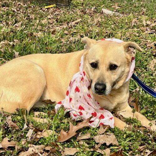 Molly, a Adoptable mixed breed in Bellmawr, NJ image 5/6