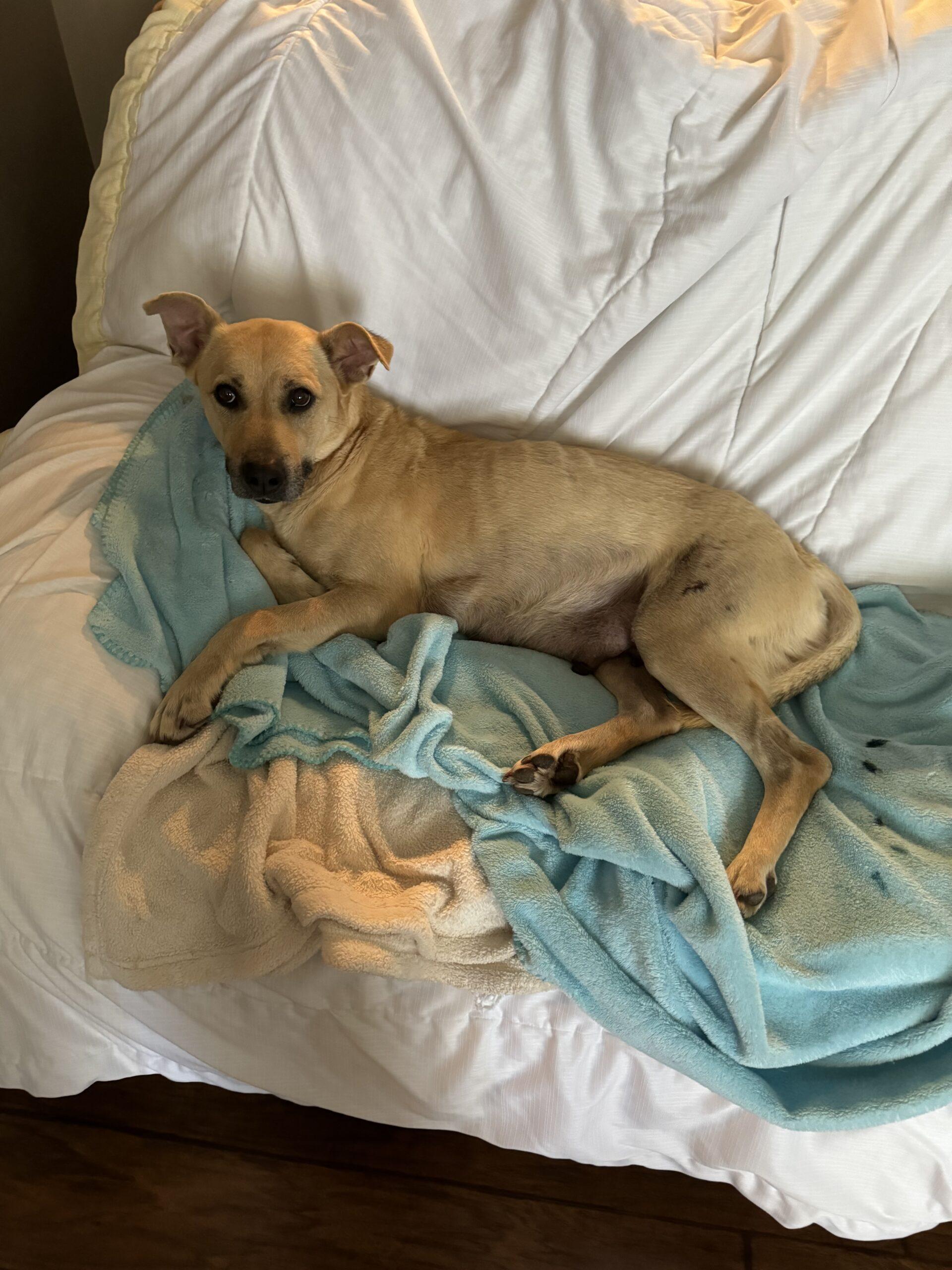 Enlarge Molly, a Adoptable mixed breed in Bellmawr, NJ image 1/1