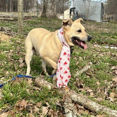 Molly, a Adoptable mixed breed in Bellmawr, NJ image 6/6
