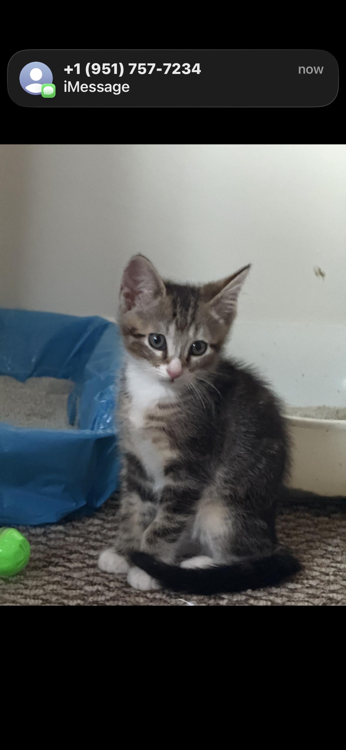 Bean, an adopted mixed breed in Hayward, CA image 1/3