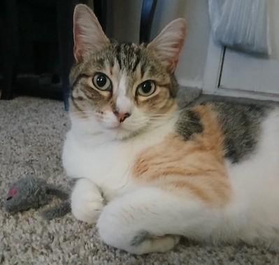 Calleen, an adopted mixed breed in Austin, TX image 3/3