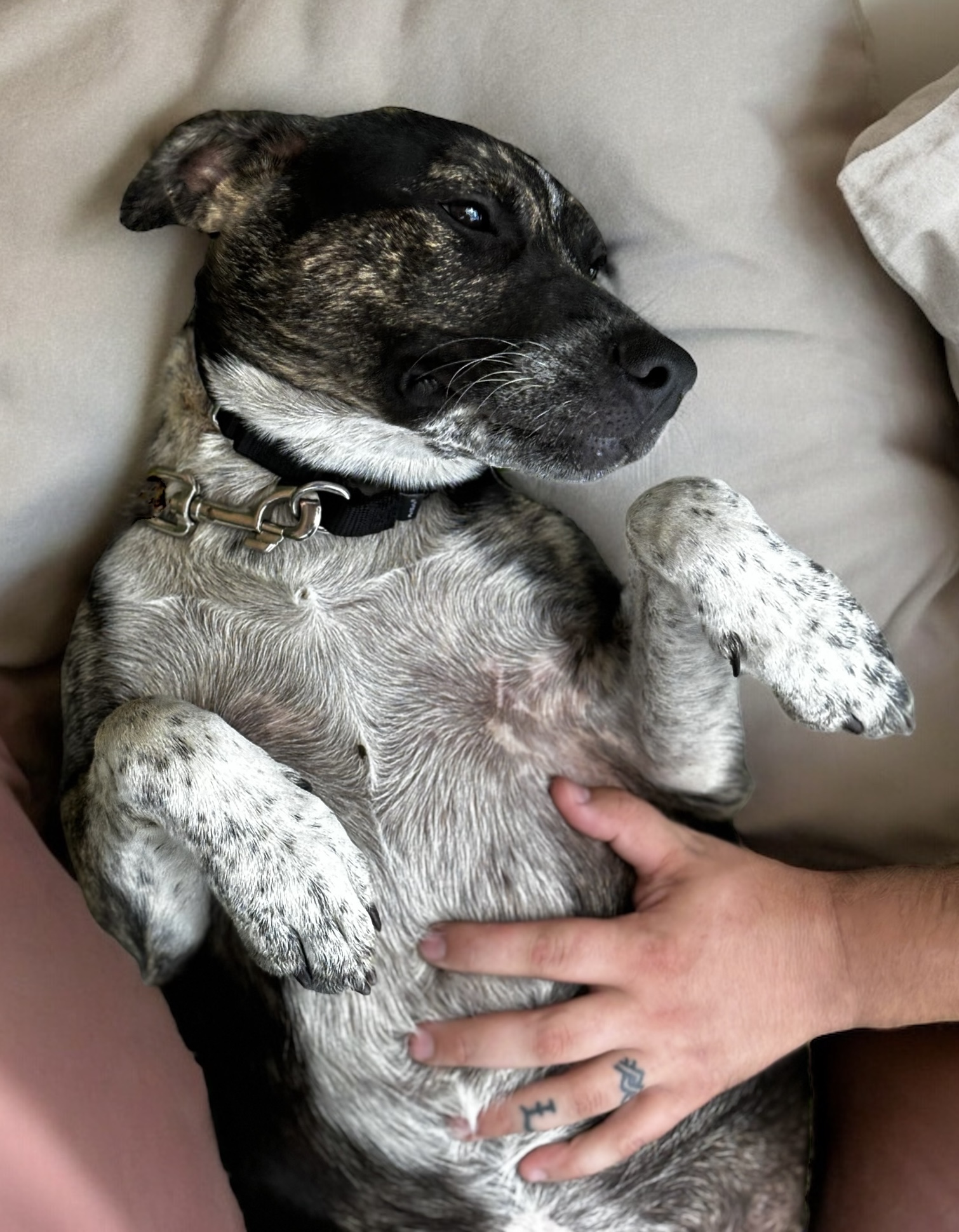 Izzy, a Adoptable Mixed Breed in Bryan, TX image 5/5