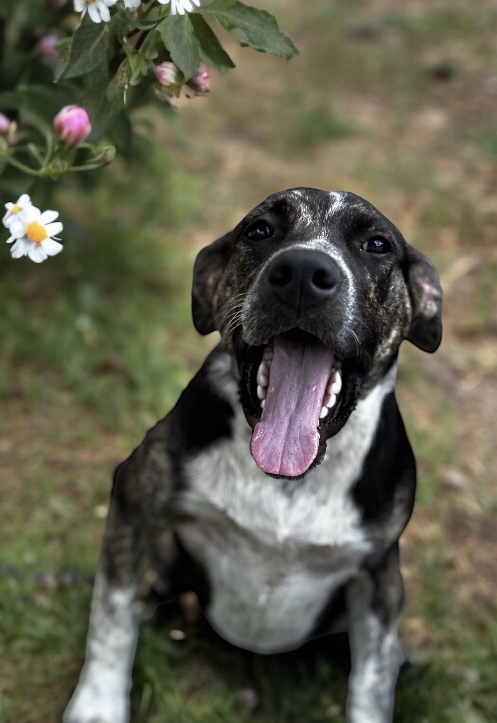 Izzy, a Adoptable Mixed Breed in Bryan, TX image 2/5