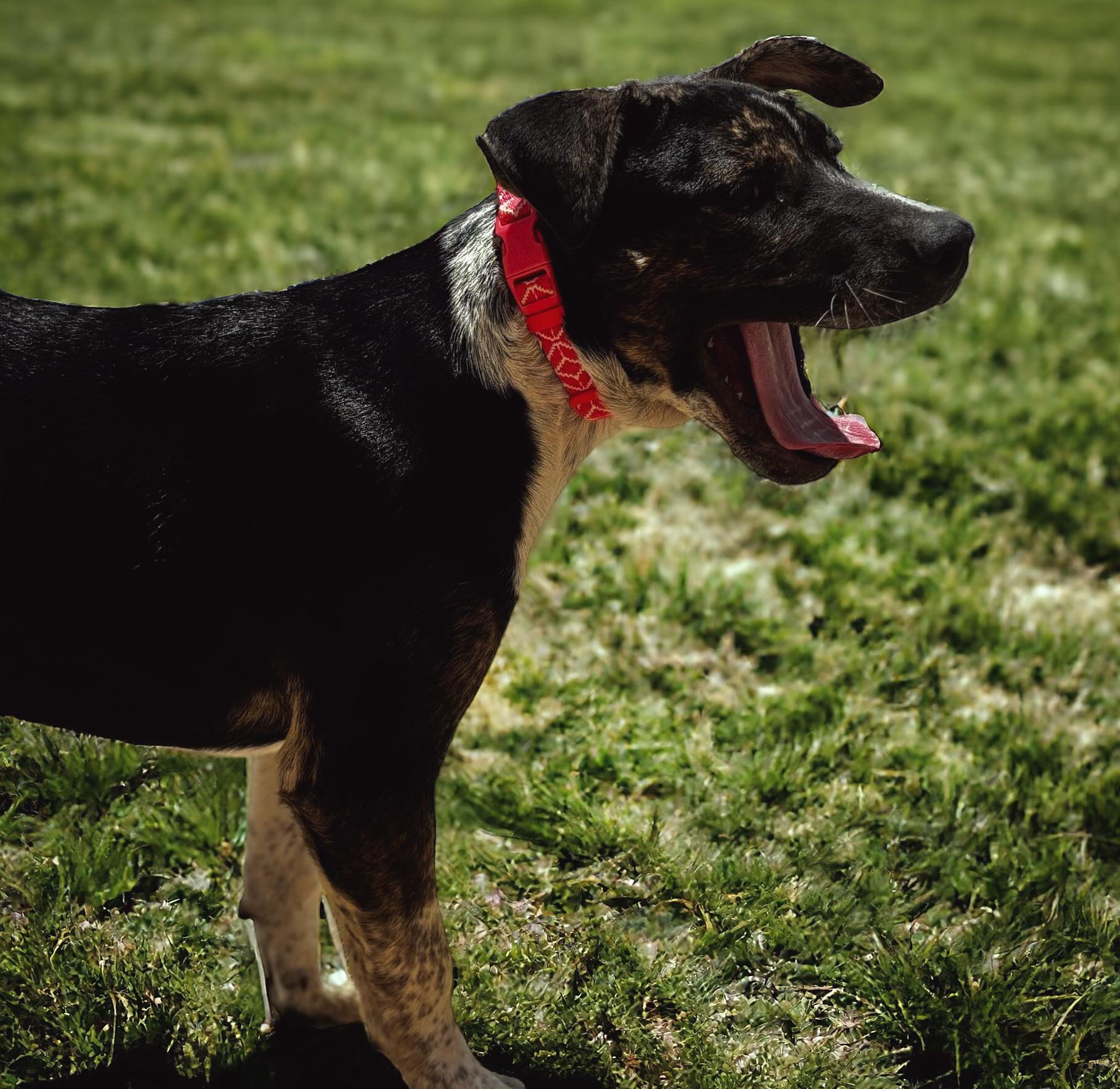 Izzy, a Adoptable Mixed Breed in Bryan, TX image 4/5