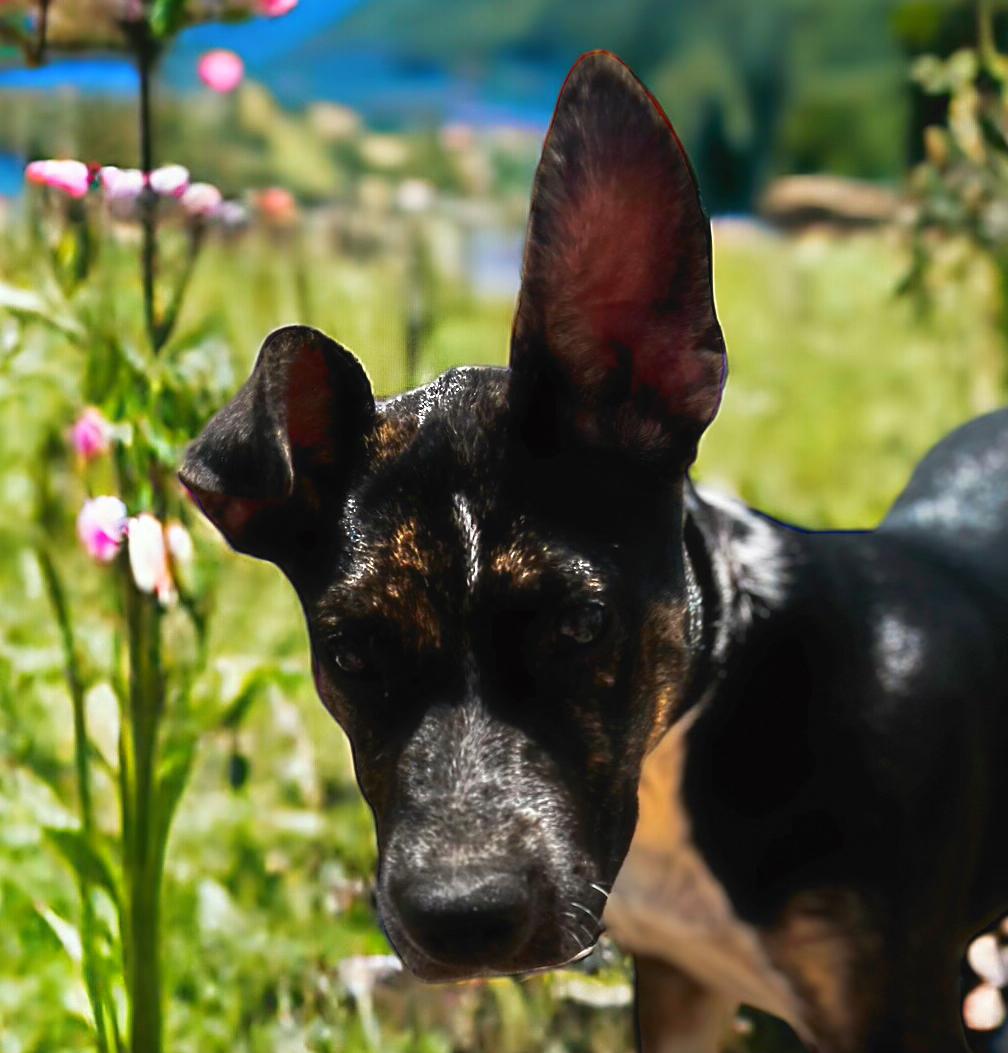 Izzy, a Adoptable Mixed Breed in Bryan, TX image 3/5