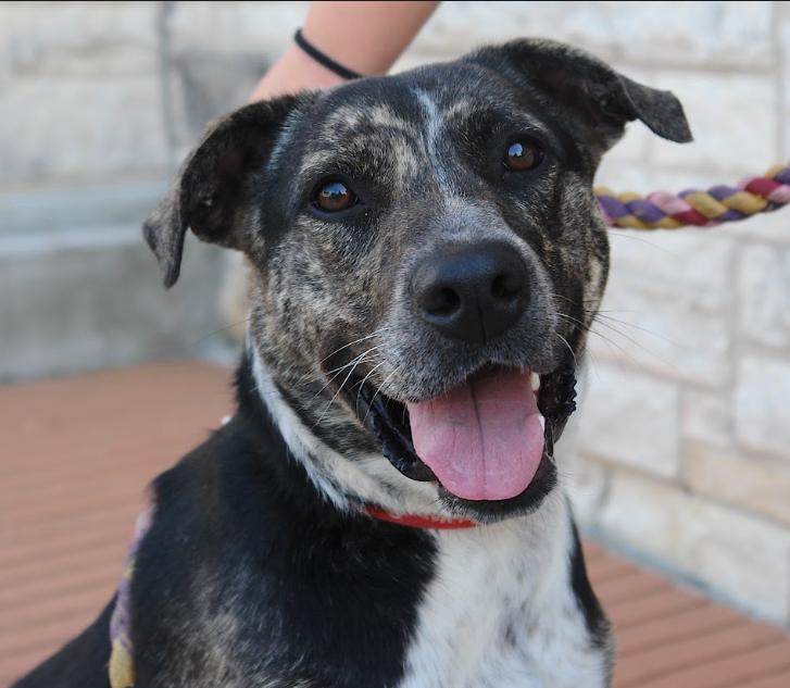 Izzy, a Adoptable Mixed Breed in Bryan, TX image 1/5