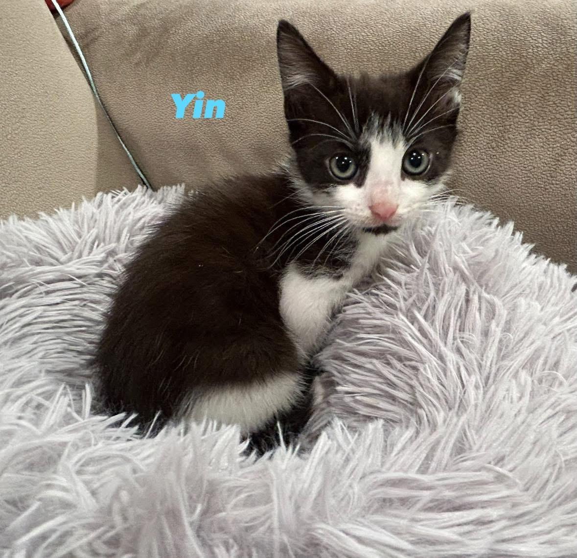 Yin