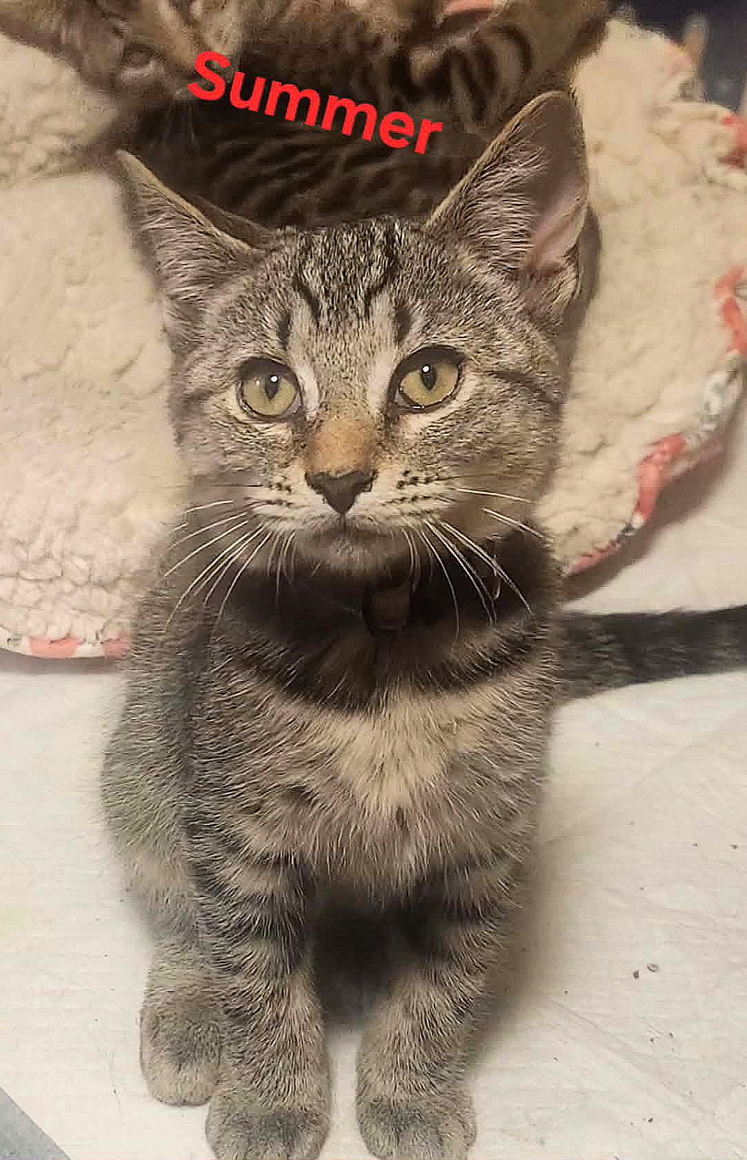 Summer, ADOPTABLE, Kitten Female Domestic Short Hair.