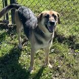 Enlarge Asher, a Adoptable mixed breed in Dubuque, IA image 3/3