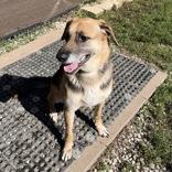 Enlarge Asher, a Adoptable mixed breed in Dubuque, IA image 1/3