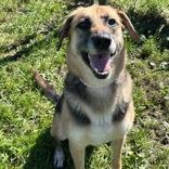Enlarge Asher, a Adoptable mixed breed in Dubuque, IA image 2/3