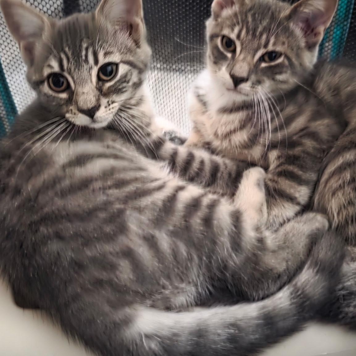 Enlarge Zoro and Rina - Kitten Bonded Pair, a Adoptable mixed breed in New York, NY image 1/6