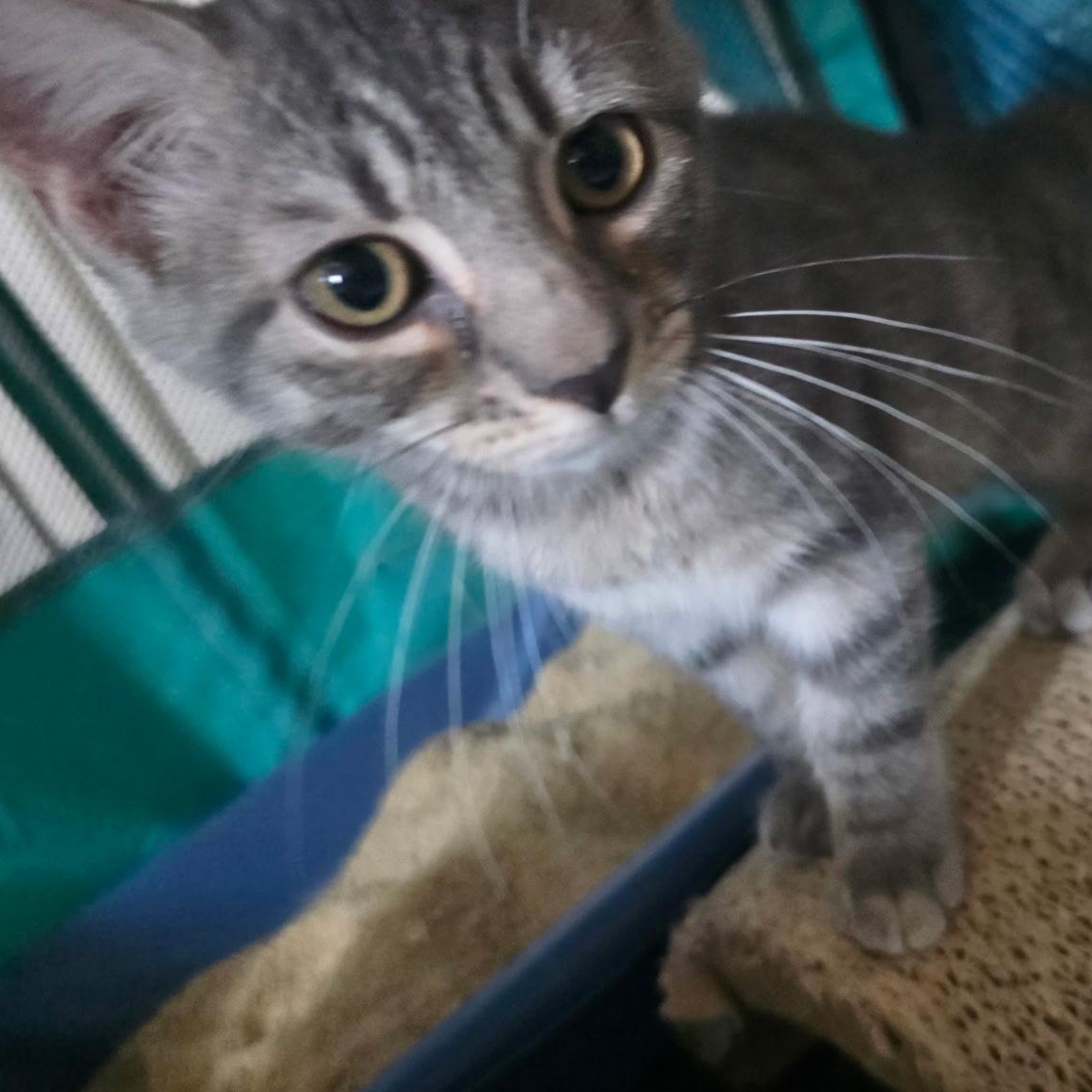 Enlarge Zoro and Rina - Kitten Bonded Pair, a Adoptable mixed breed in New York, NY image 2/6