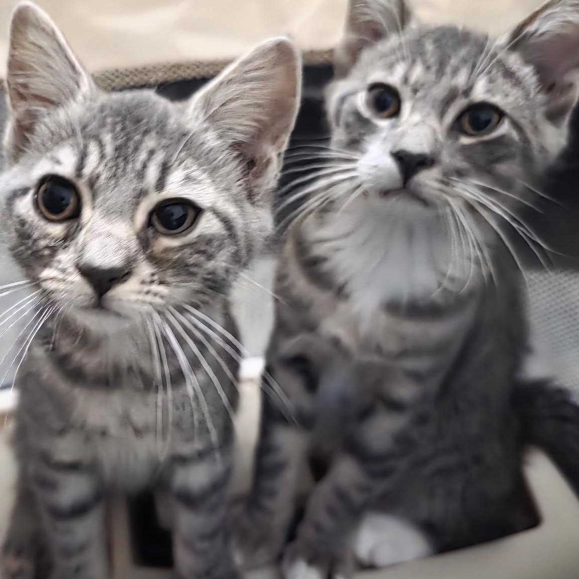 Enlarge Zoro and Rina - Kitten Bonded Pair, a Adoptable mixed breed in New York, NY image 3/6