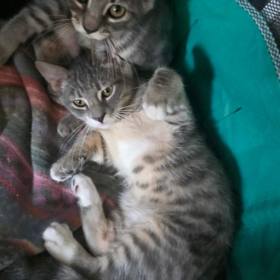 Zoro and Rina - Kitten Bonded Pair