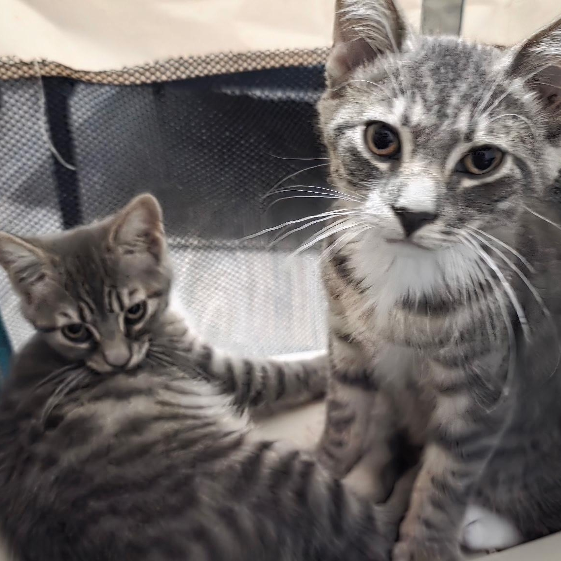 Zoro and Rina - Kitten Bonded Pair Domestic Short Hair Cat