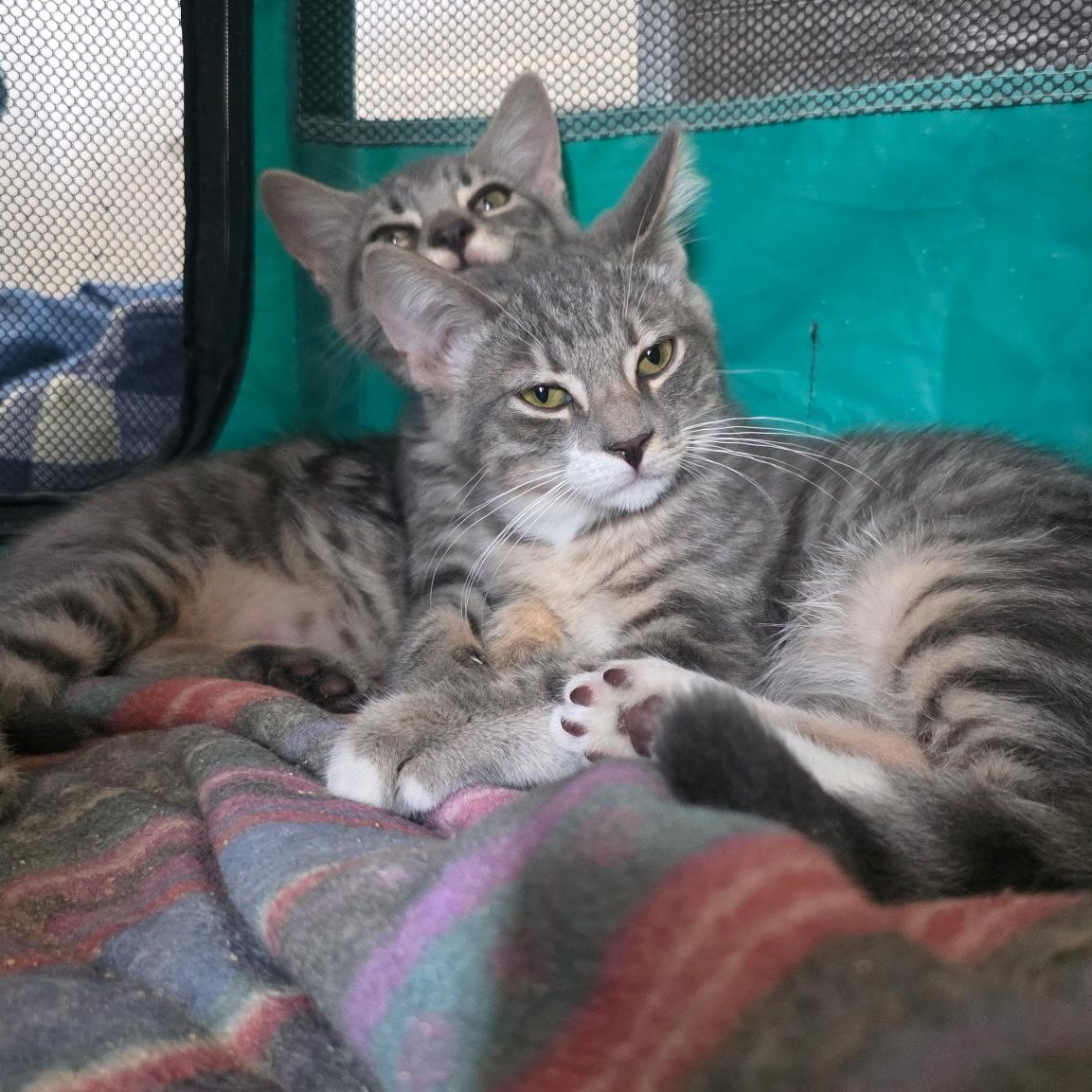 Enlarge Zoro and Rina - Kitten Bonded Pair, a Adoptable mixed breed in New York, NY image 6/6