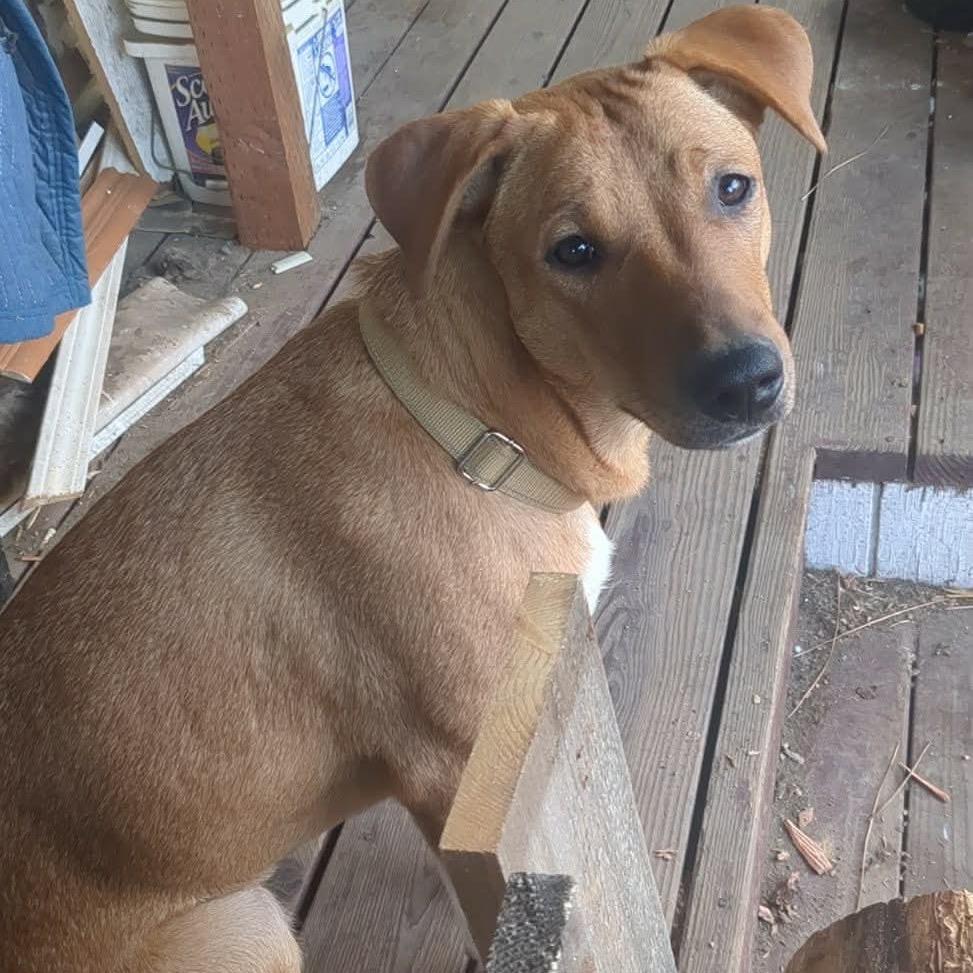 Double, Adoptable, Young Female Labrador Retriever & Mixed Breed.