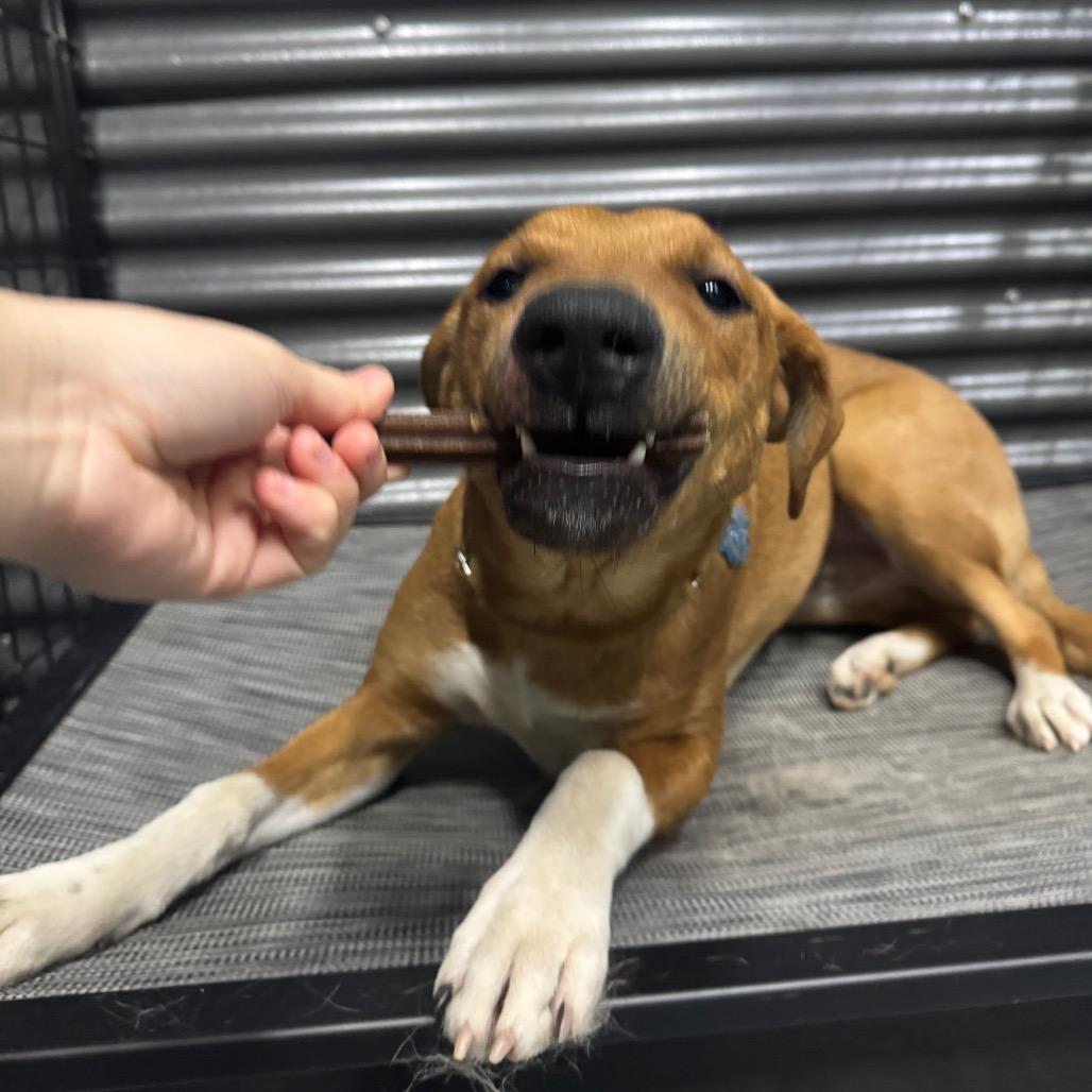 Enlarge Double, a Adoptable mixed breed in Tacoma, WA image 2/2