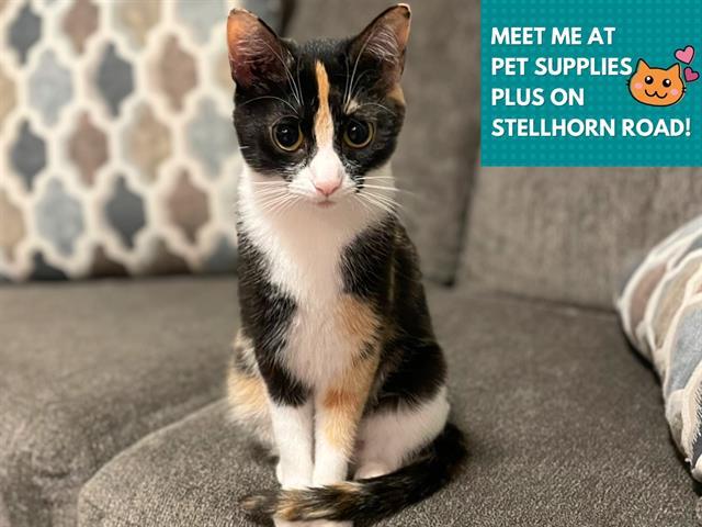 Enlarge IVY, a Adoptable Domestic Short Hair in Fort Wayne, IN image 1/1