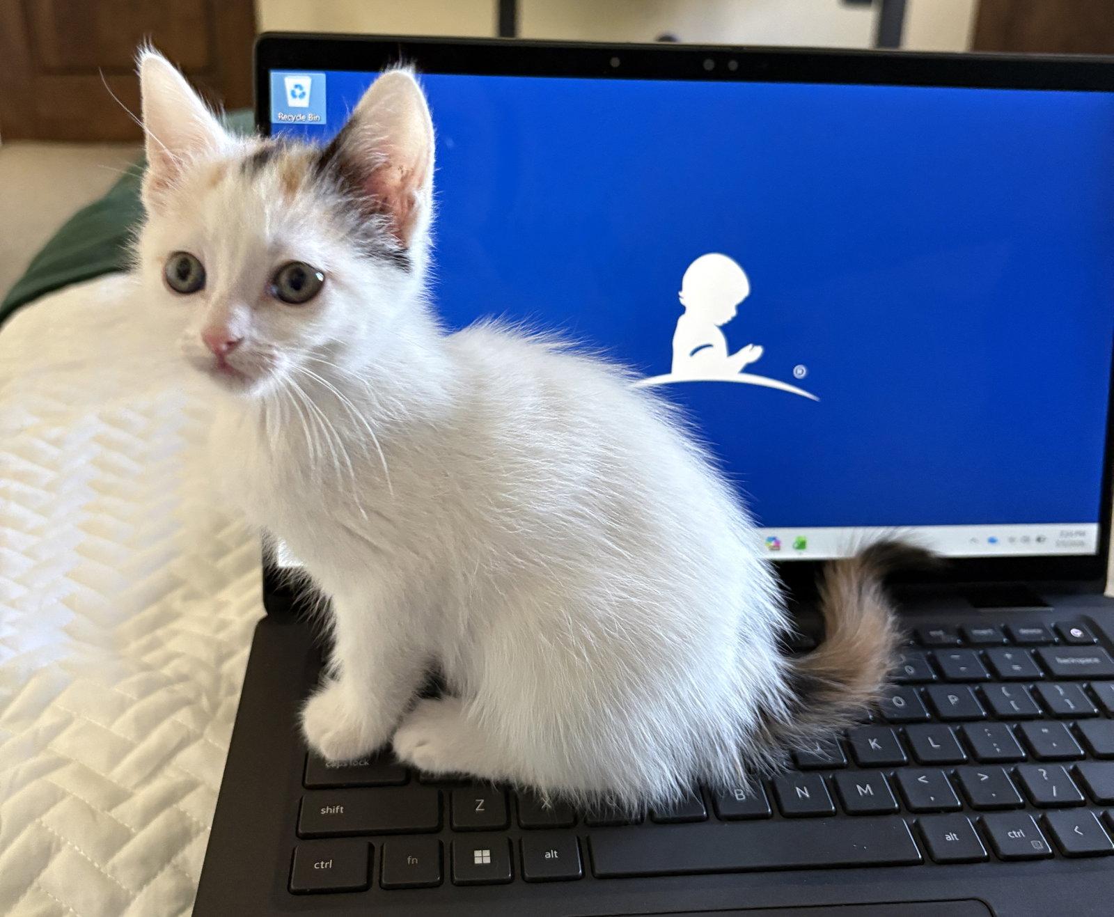 Roxy, Adopted, Young Female Domestic Short Hair.