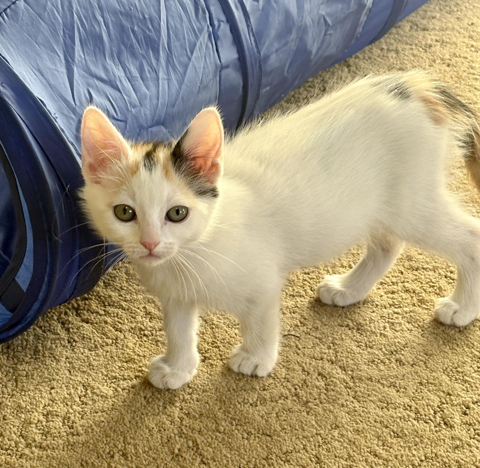 Enlarge Roxy, a Adopted Domestic Short Hair in Phoenix, AZ image 2/3