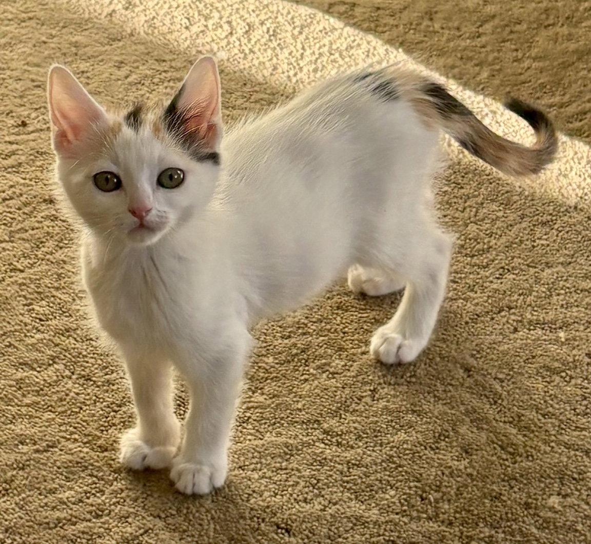 Enlarge Roxy, a Adopted Domestic Short Hair in Phoenix, AZ image 3/3