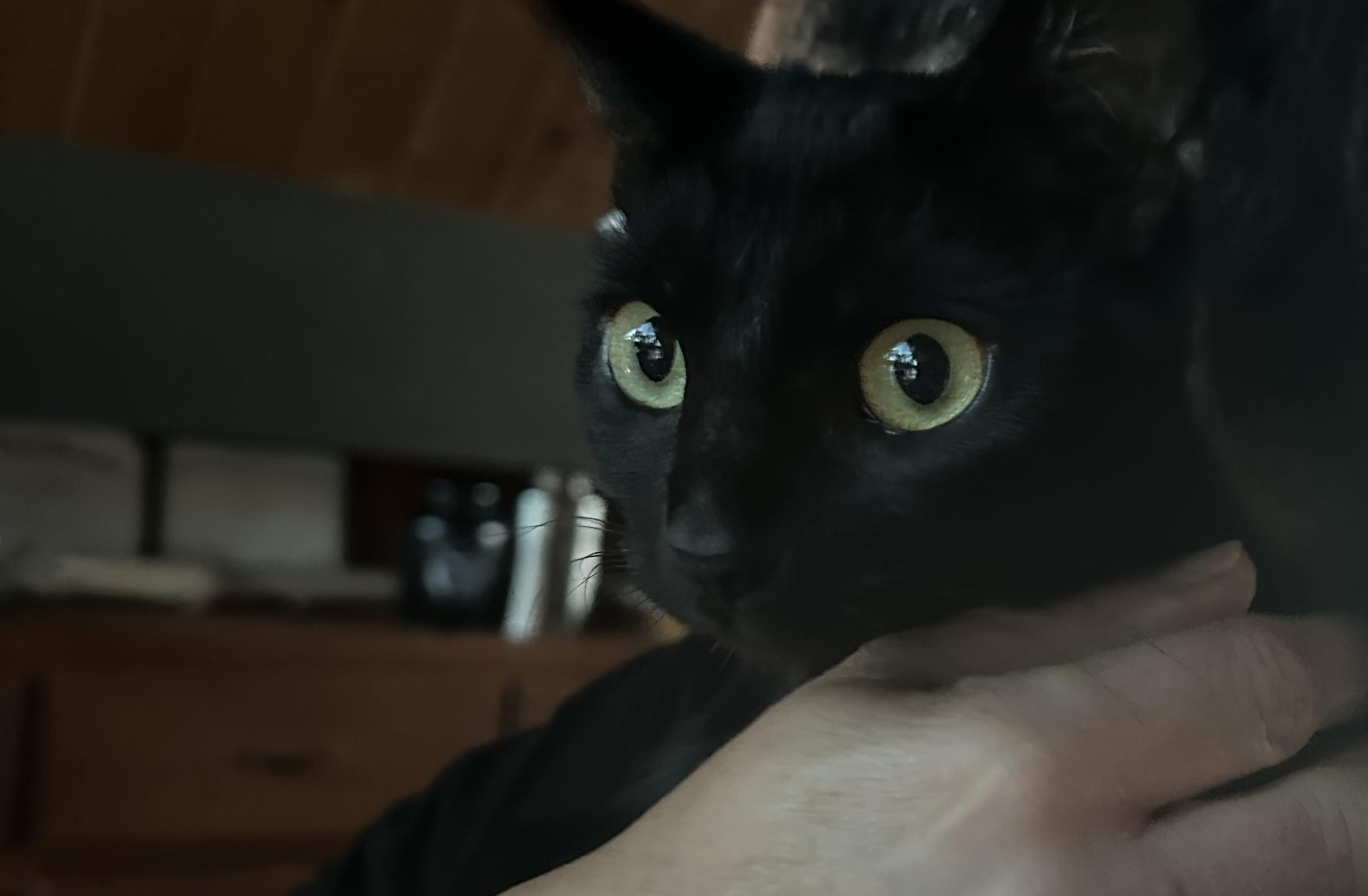 Enlarge Holly, a Adoptable Domestic Short Hair in Marysville, CA image 3/6