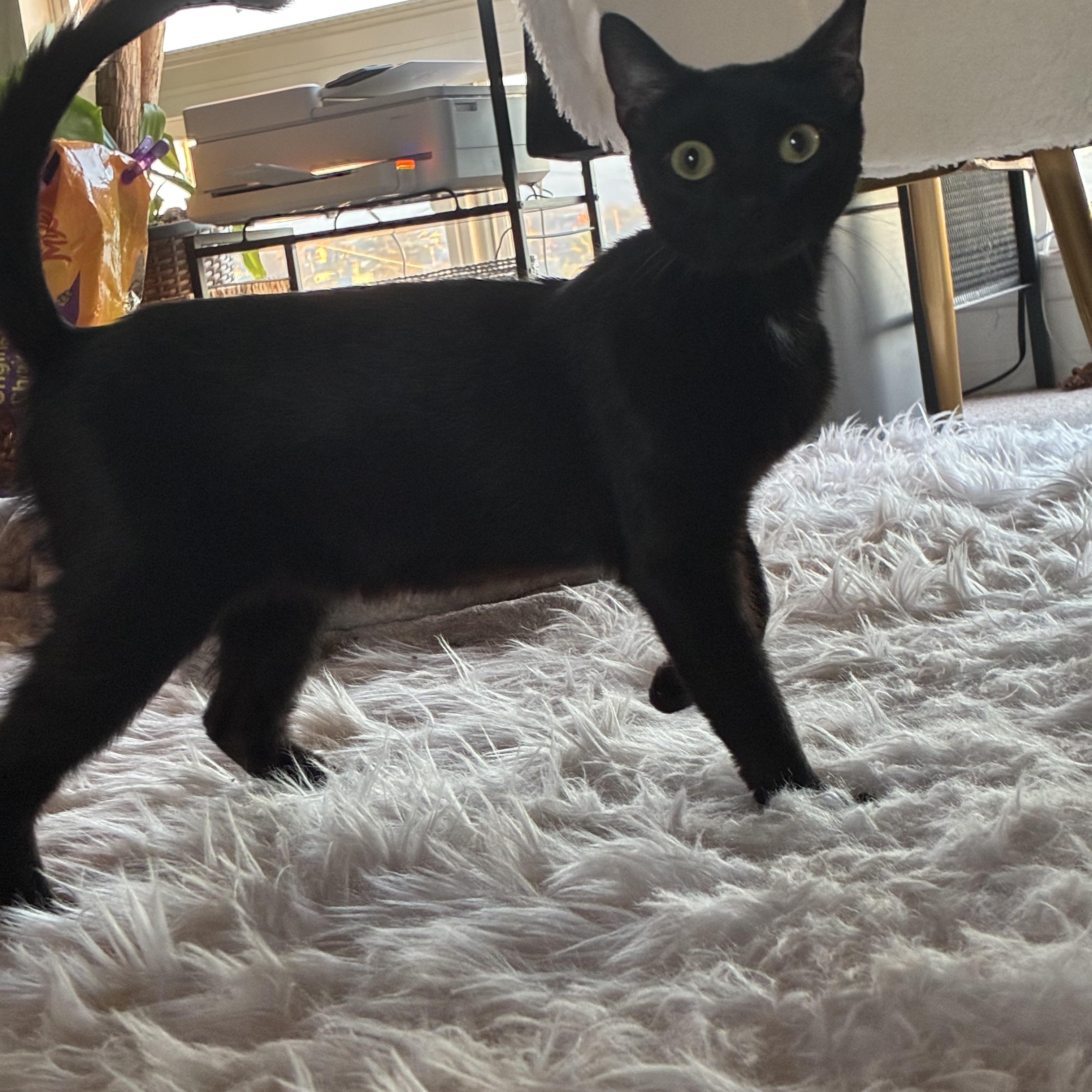 Enlarge Holly, a Adoptable Domestic Short Hair in Marysville, CA image 4/6