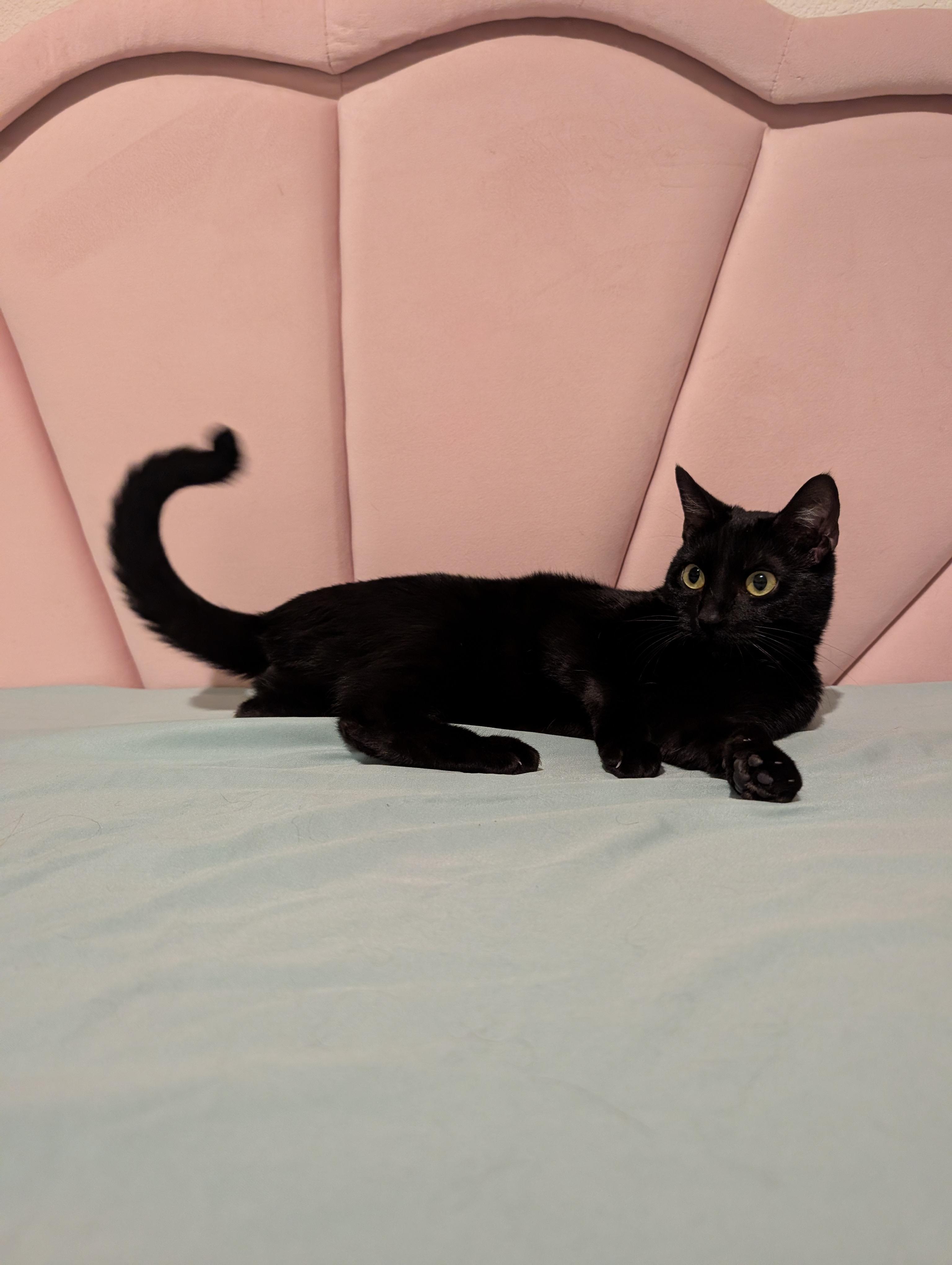 Enlarge Holly, a Adoptable Domestic Short Hair in Marysville, CA image 5/6