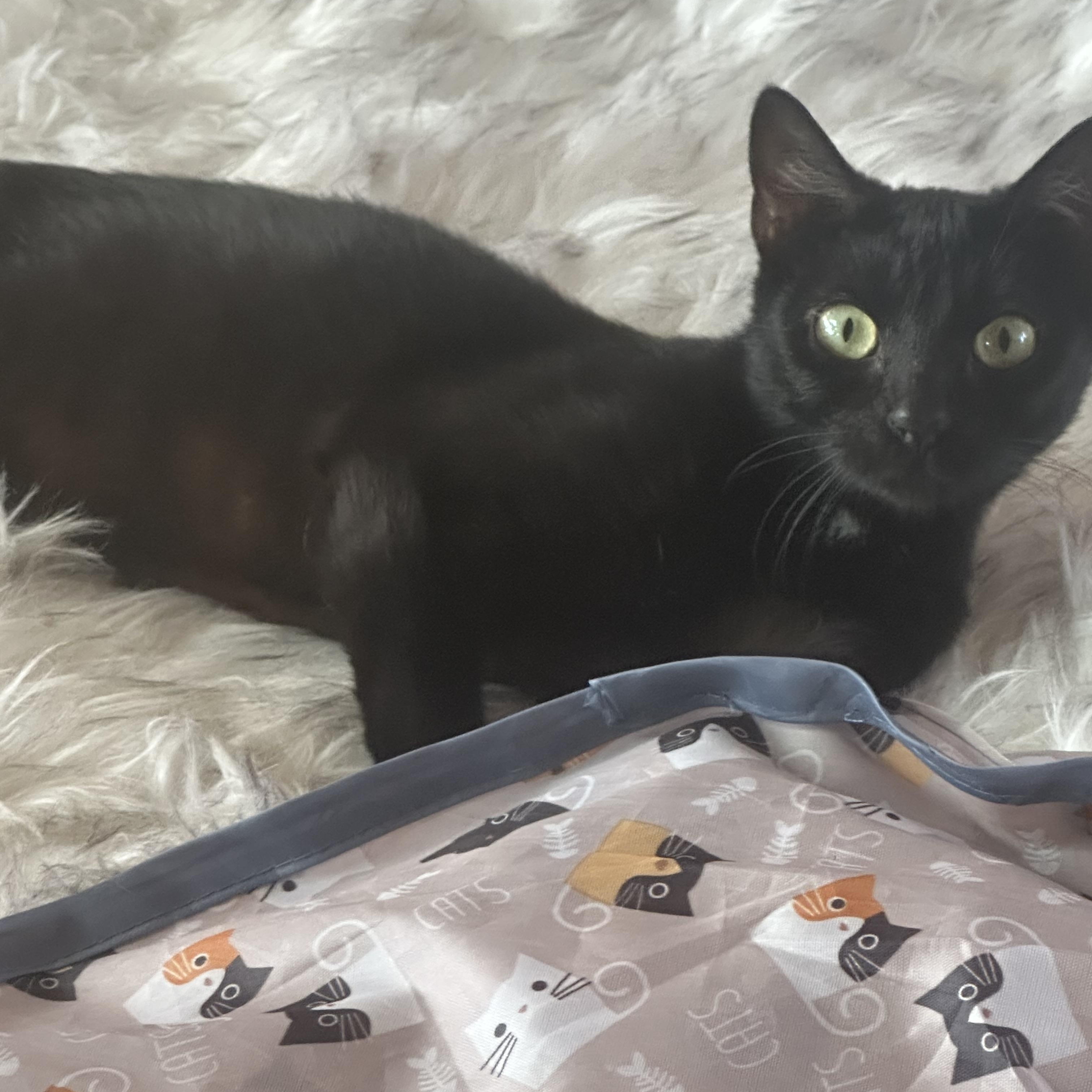 Enlarge Holly, a Adoptable Domestic Short Hair in Marysville, CA image 2/6