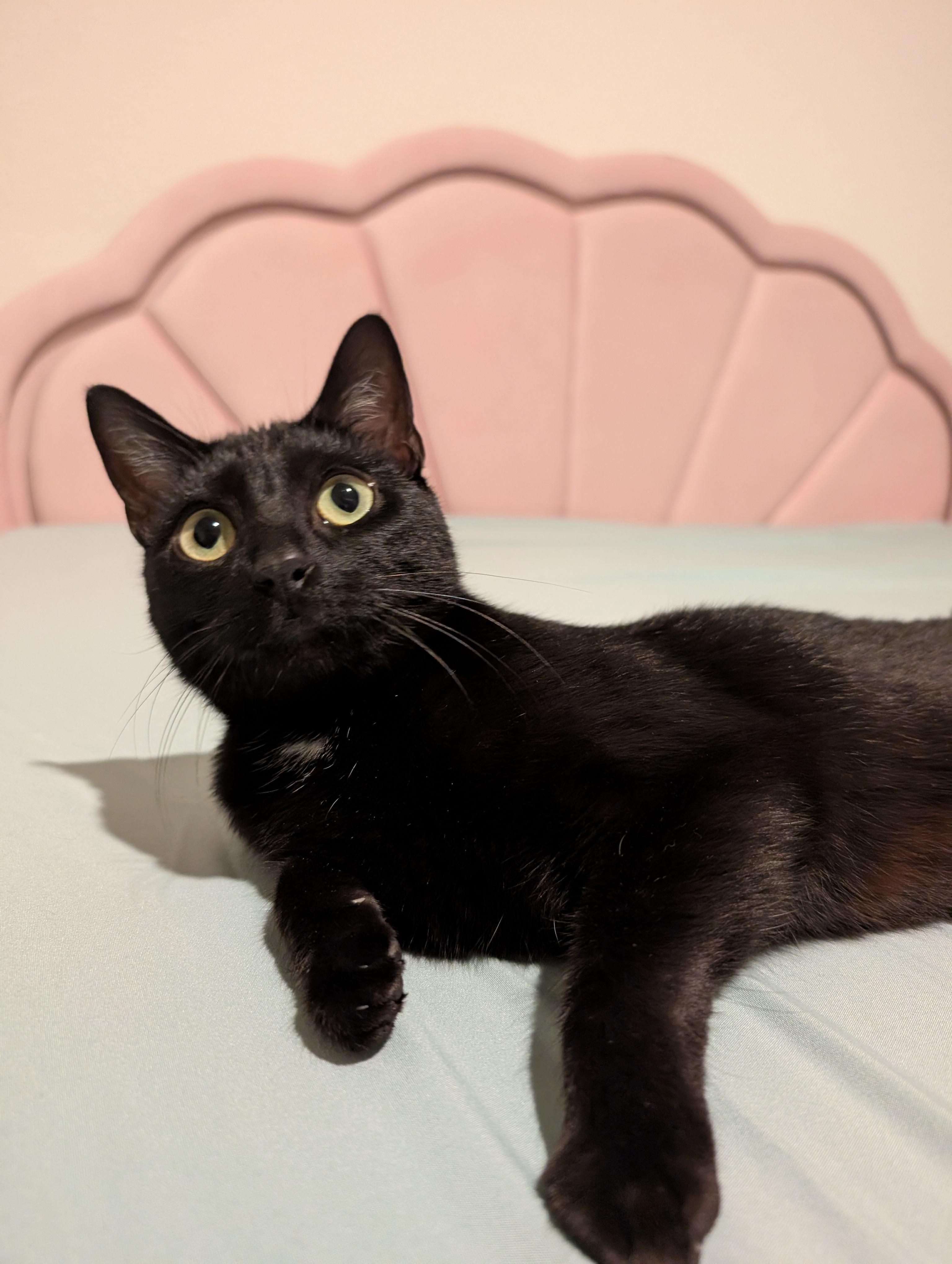 Holly, Adoptable, Young Female Domestic Short Hair.